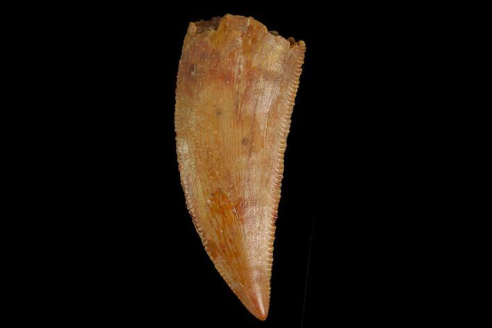 Serrated, Raptor Tooth - Real Dinosaur Tooth #130357